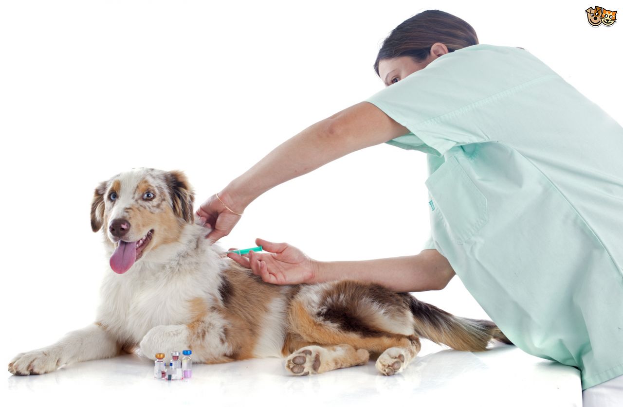 прививка укол собаке