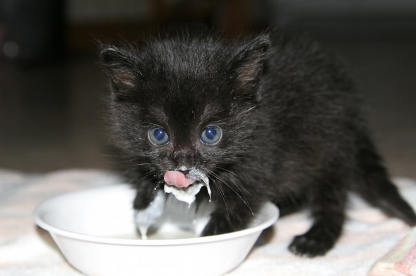 черный котенок в молоке