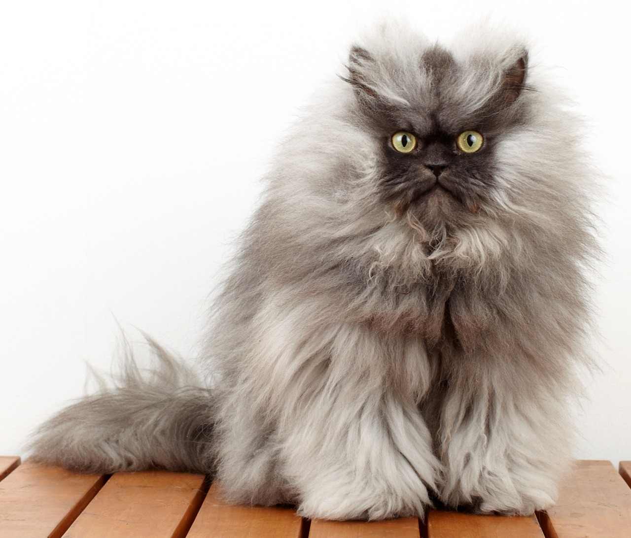 Какой красавец кот Colonei Meow