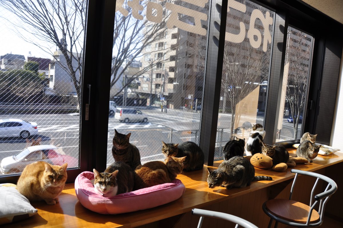 Кошки в кафе