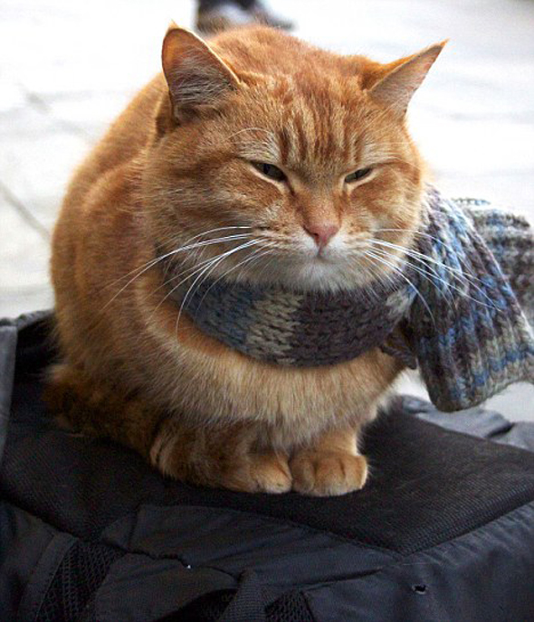 котик в шарфике