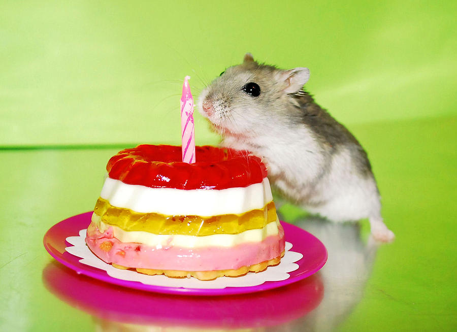 день рождения хомяка торт и хомяк