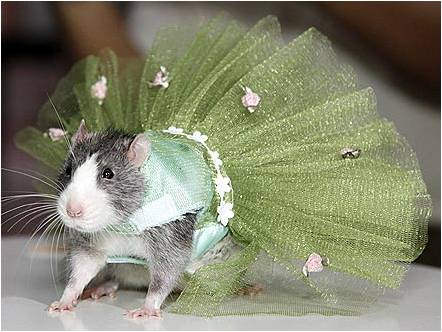 крыса в платье