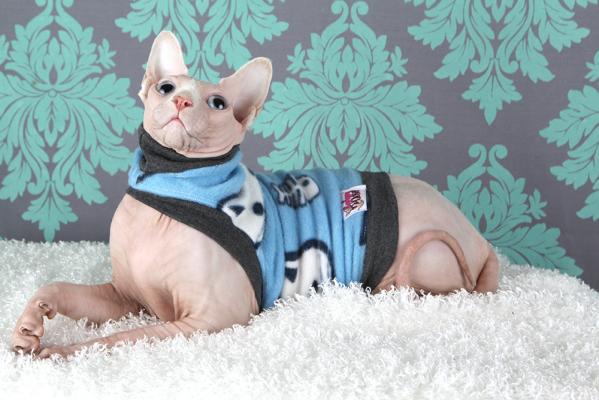 #Сфинкс -красивая кошка в одежде