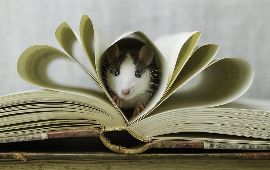 крыска и книжка