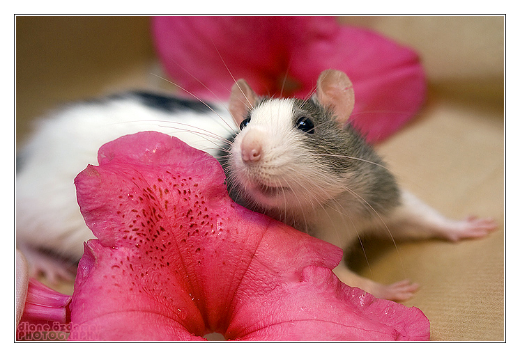 Крыска и цветочек