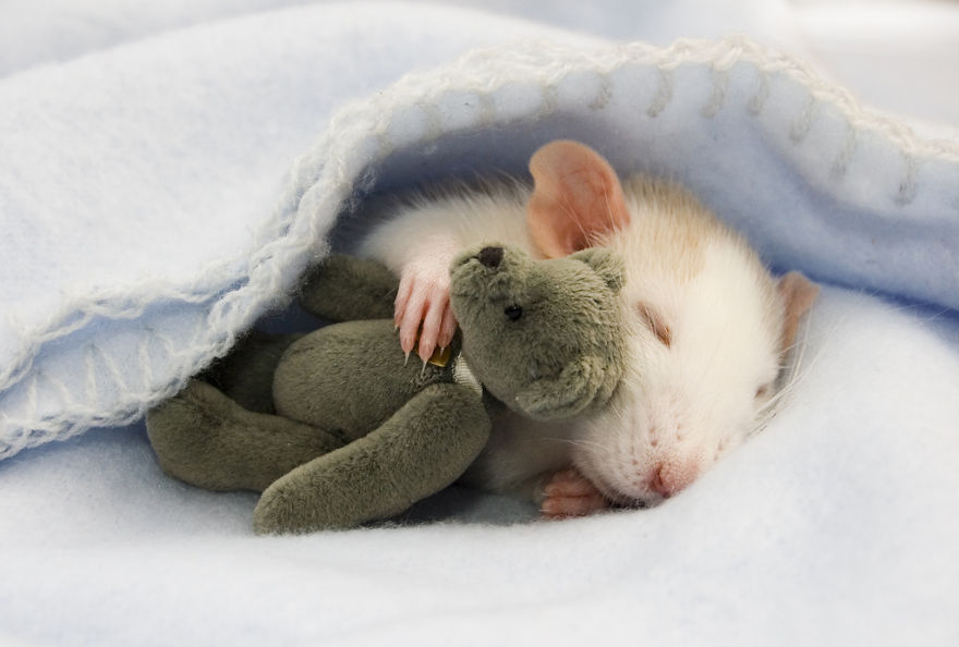крыска спит с мишкой