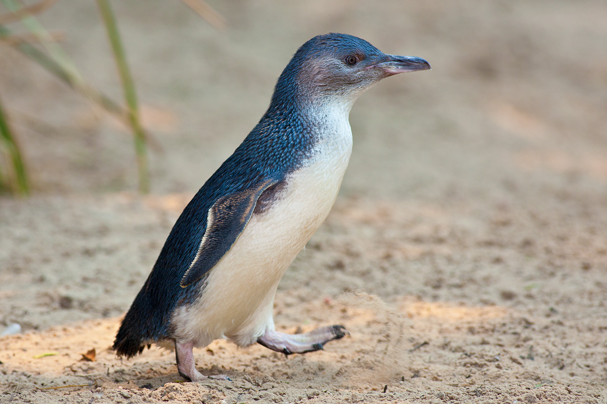 птица пингвин