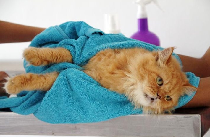 От какой инфекции могут умереть кошки thumbnail