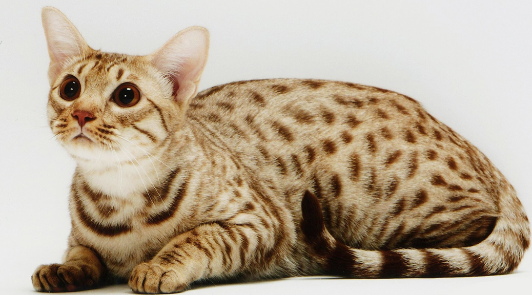 Порода домашней кошки похожей на гепарда thumbnail
