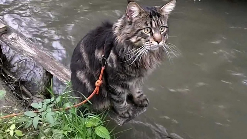Породы кошек которые не боятся воды thumbnail