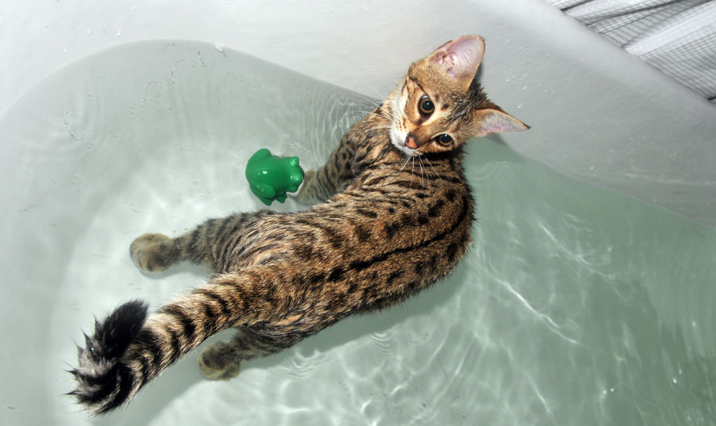 Породы кошек которые любят плавать thumbnail