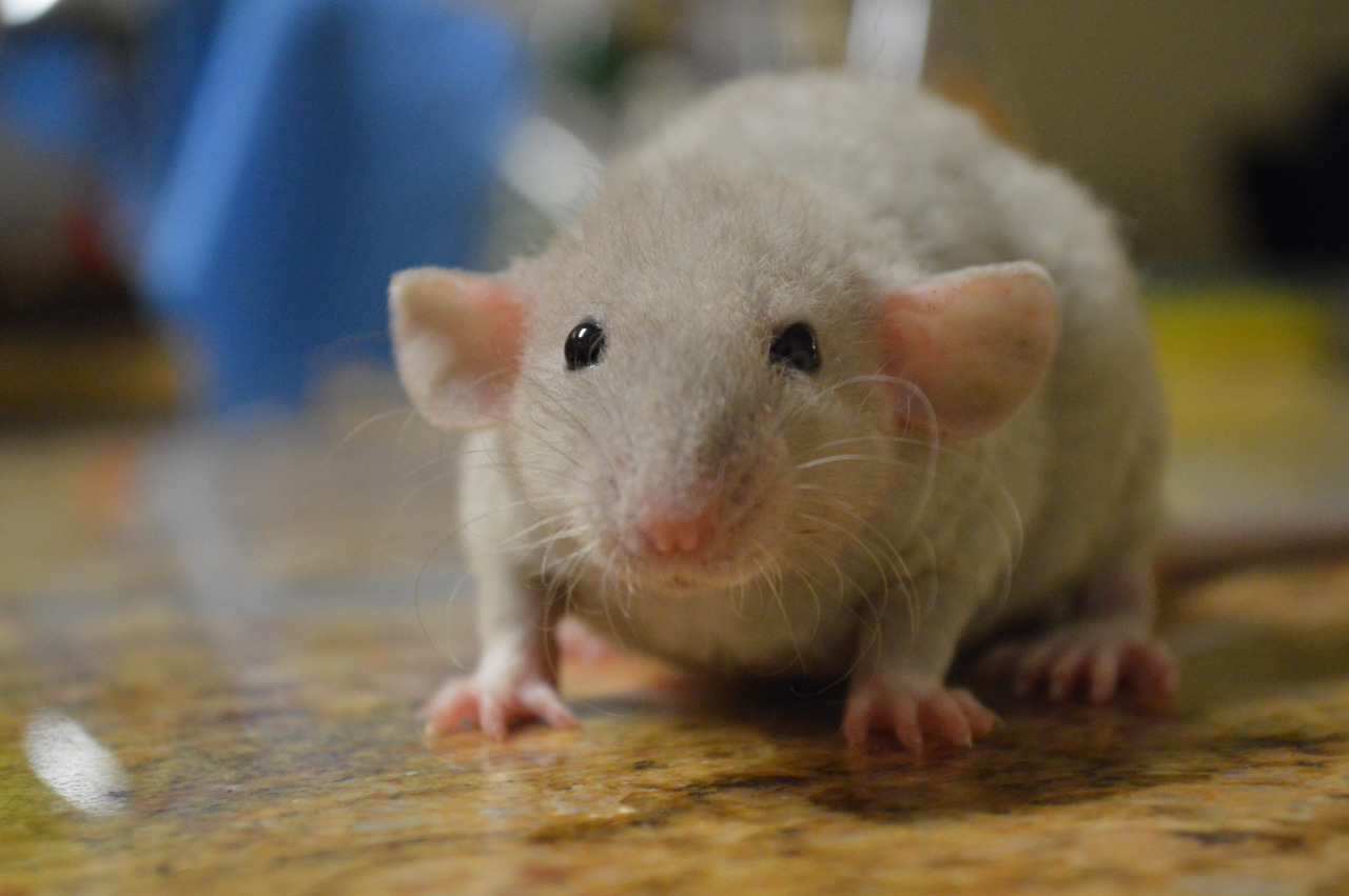 Лечение декоративной крысы домашние thumbnail