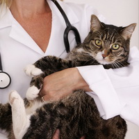 Смертельные болезни кошек: симптомы заболеваний