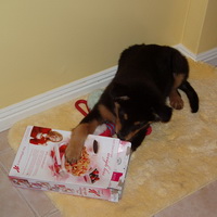 14 идей по созданию самодельных игрушек для собак