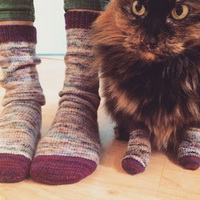 Обувь для котов: за и против