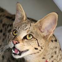 8 пород кошек с леопардовым окрасом