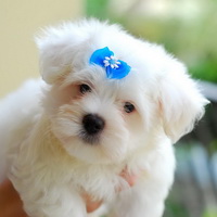 7 вопросов, которые надо задать заводчику при покупке щенка