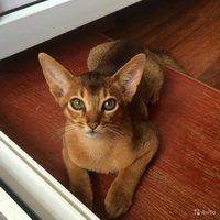 8 пород кошек, которые любят воду