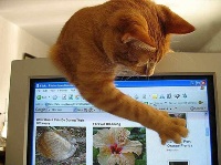 Форум о домашних животных, собаках - petsfusion.com