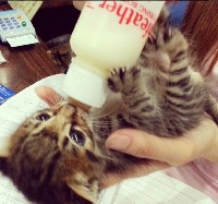 Что делать, если кошка отказалась кормить котят? Комплексный уход за малышами