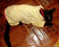 Комбинезон для кошки + выкройка : шьем сами